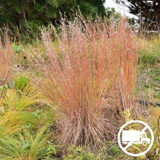 Little Bluestem Schizachyrium scoparius 3 pack of pots Blazing